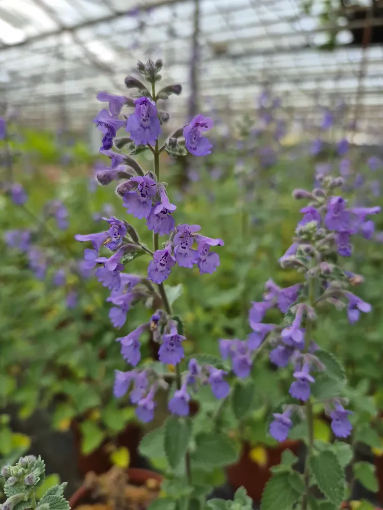 nepeta x faassenii walkers low (2).webp