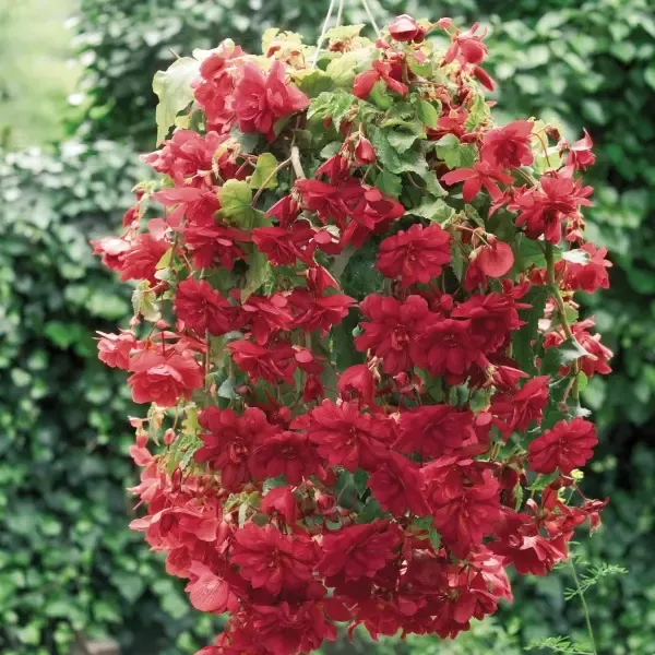 Begonia tuberosa Illumination Scarlet.webp