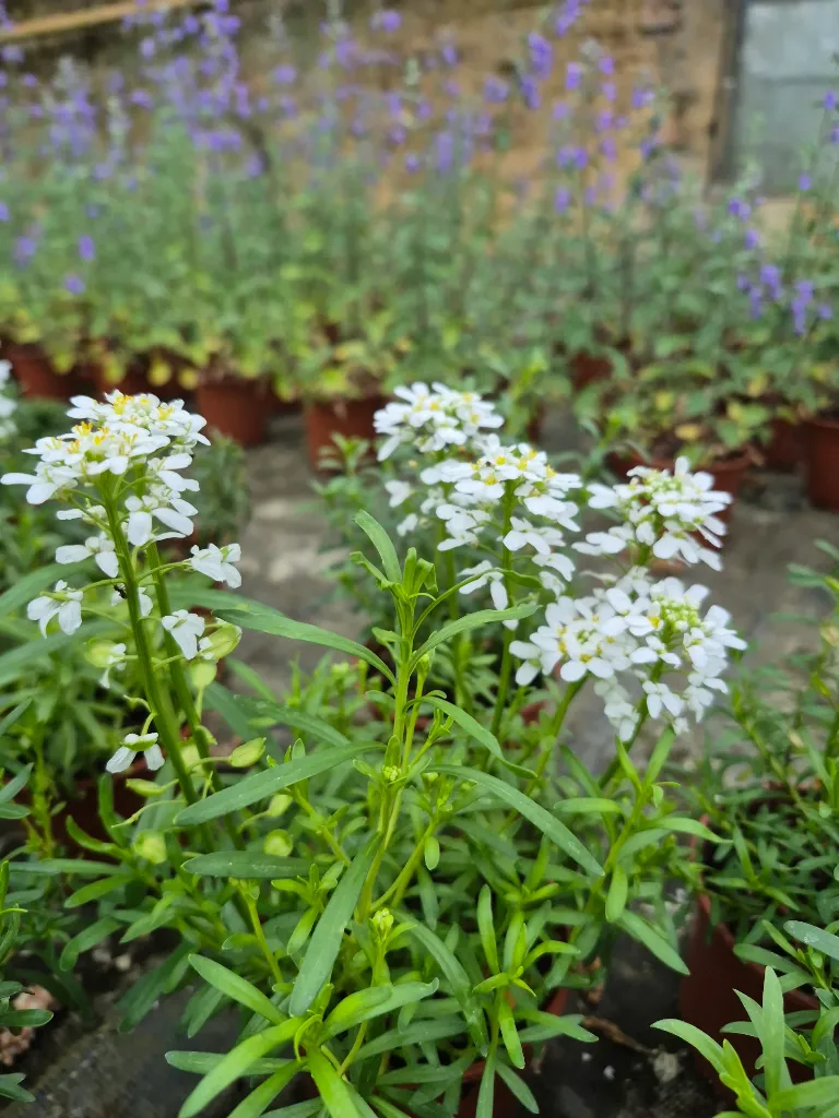 iberis sempervirens snowflake (2).webp