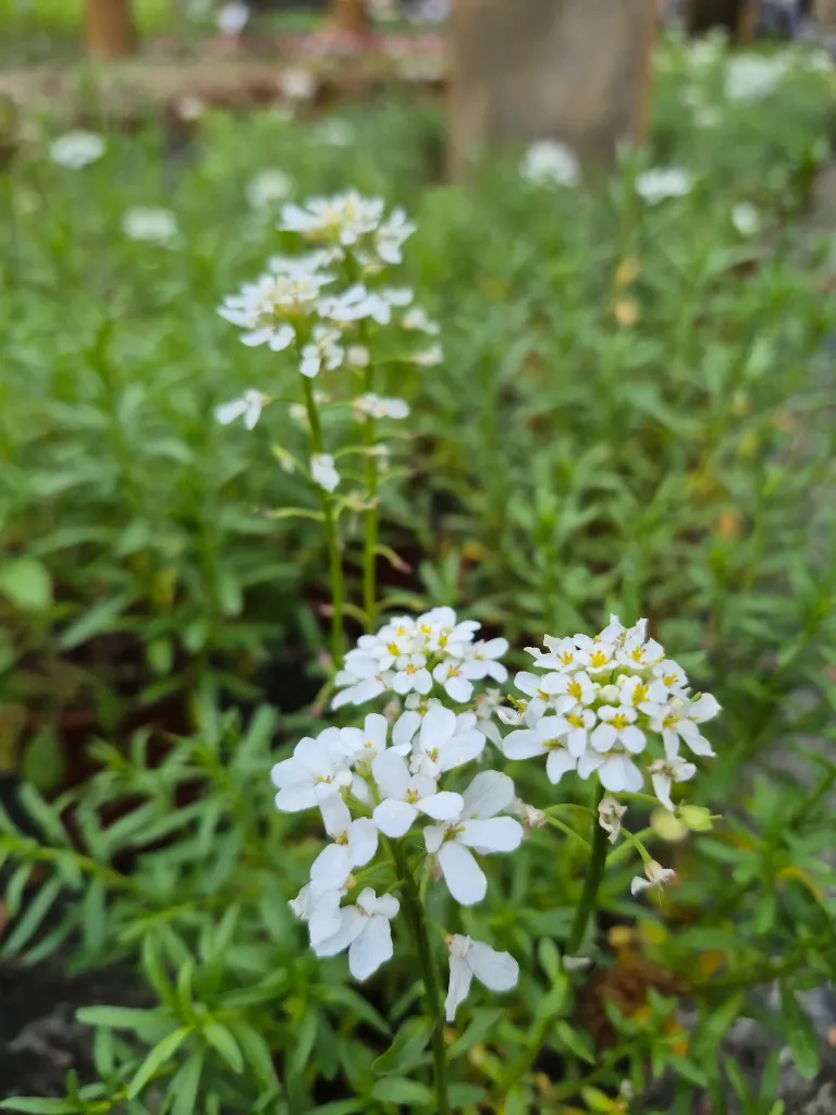 iberis sempervirens snowflake.webp
