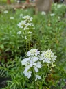 iberis sempervirens snowflake.webp