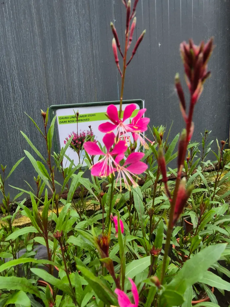 gaura lindheimeri steffi dark rose improved.webp