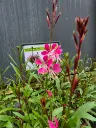 gaura lindheimeri steffi dark rose improved.webp