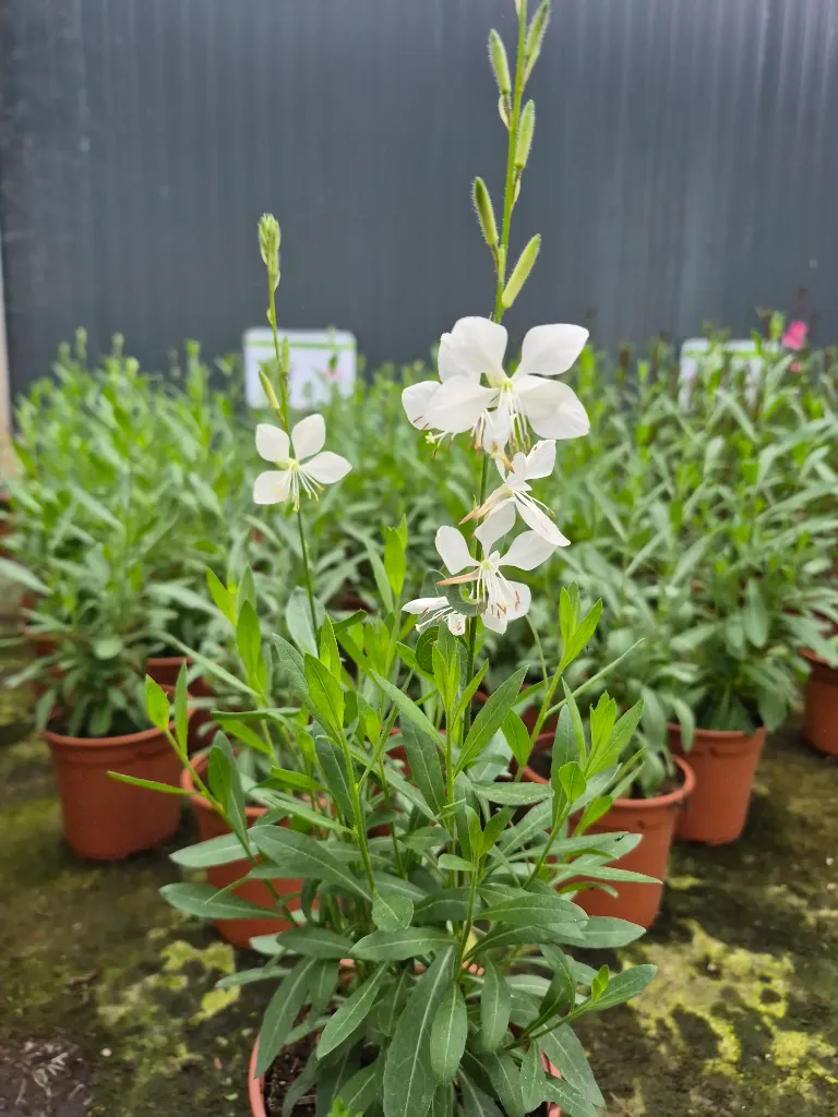 gaura lindheimeri steffi white (2).webp