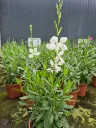 gaura lindheimeri steffi white (2).webp