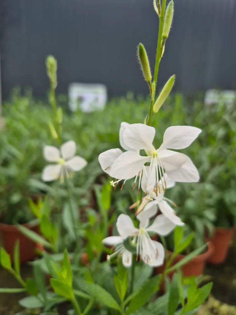 gaura lindheimeri steffi white.webp