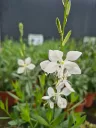 gaura lindheimeri steffi white.webp