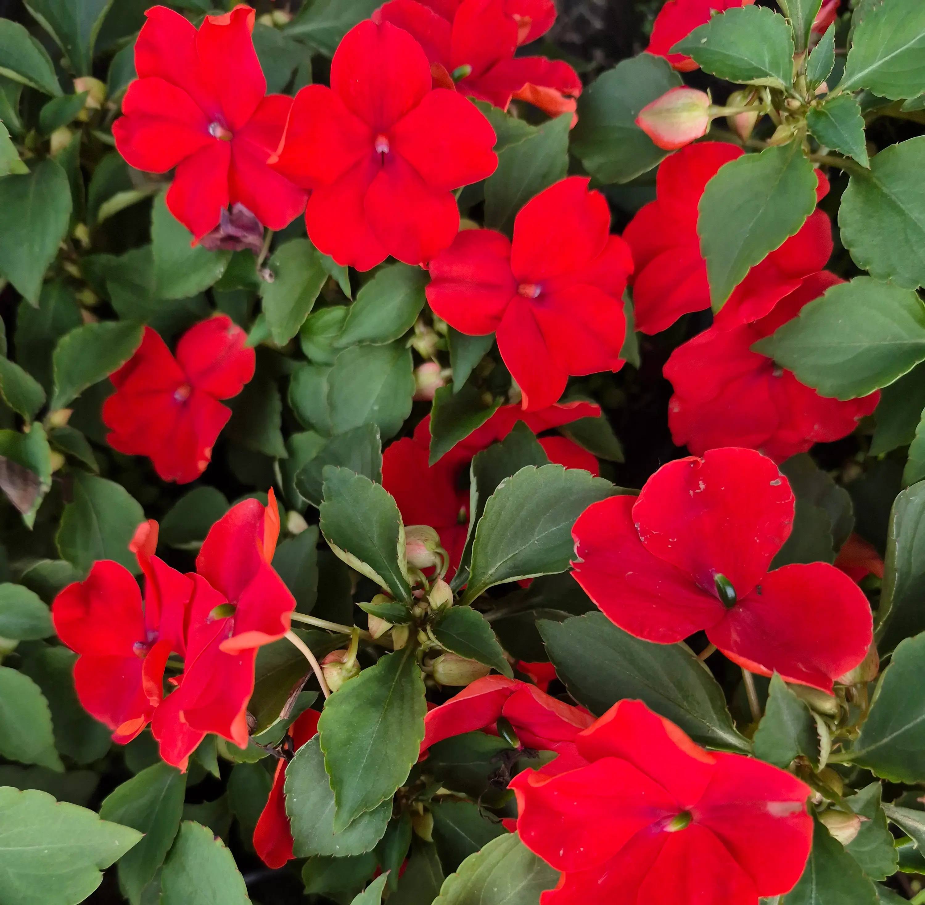 impatience beacon bright Red.webp
