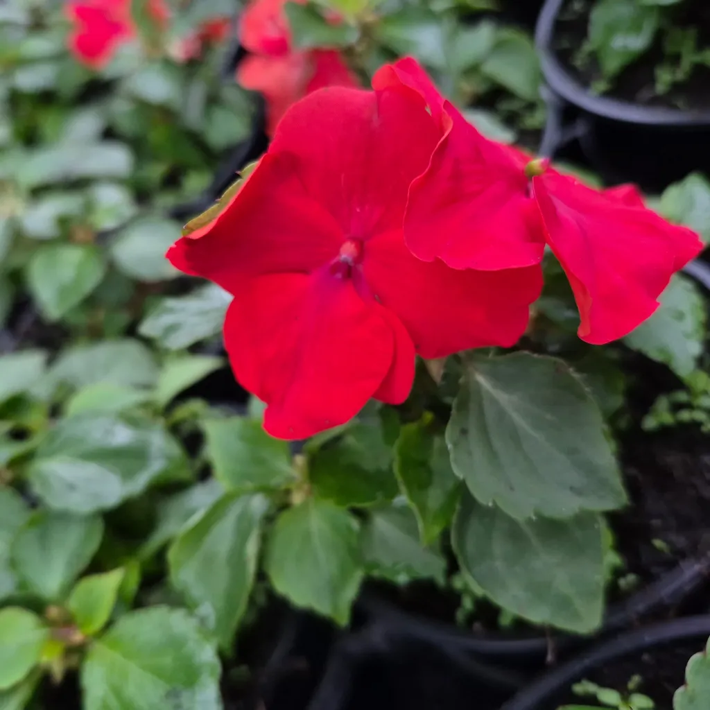 impatience beacon bright red (2).webp