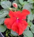 impatience beacon orange.webp