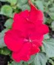 impatience beacon bright red.webp