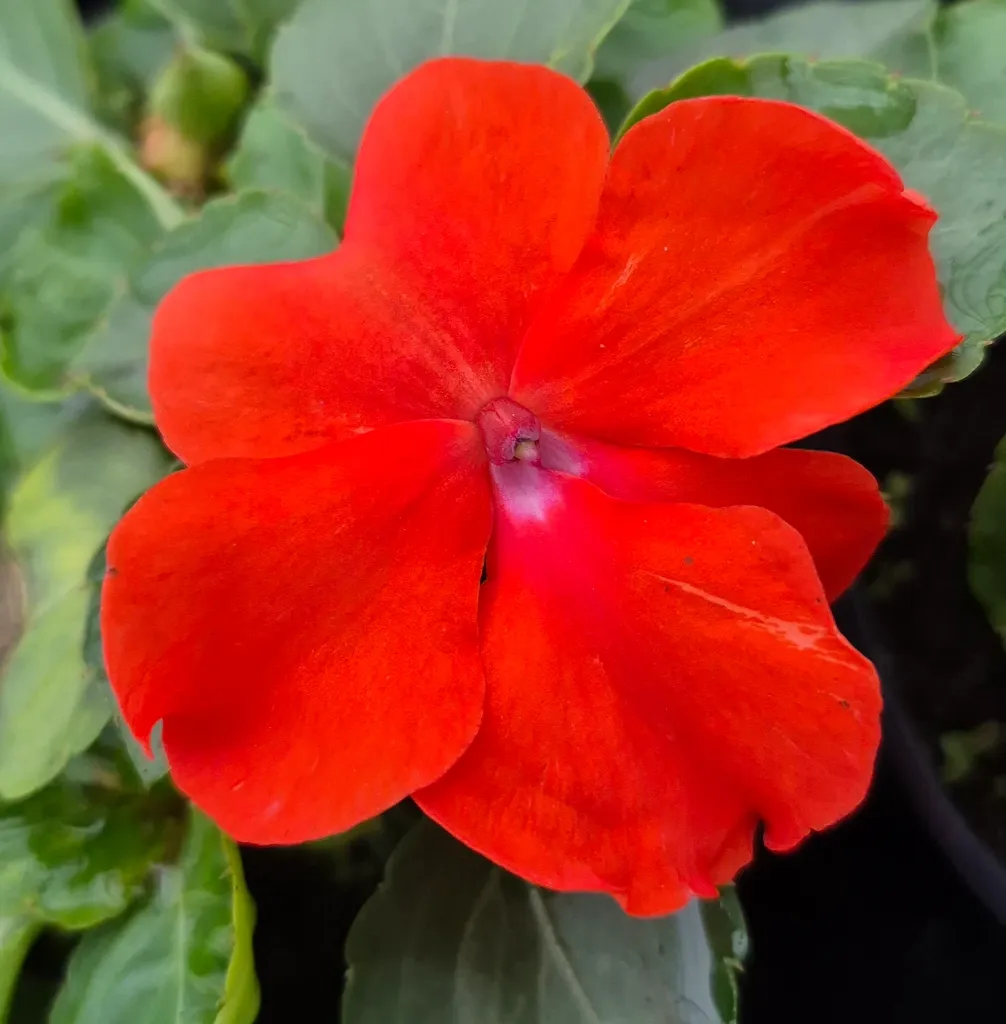 impatience beacon orange (2).webp