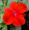 impatience beacon orange (2).webp