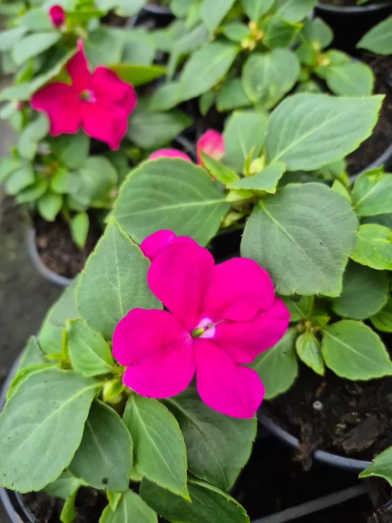 impatience beacon violet shades.webp