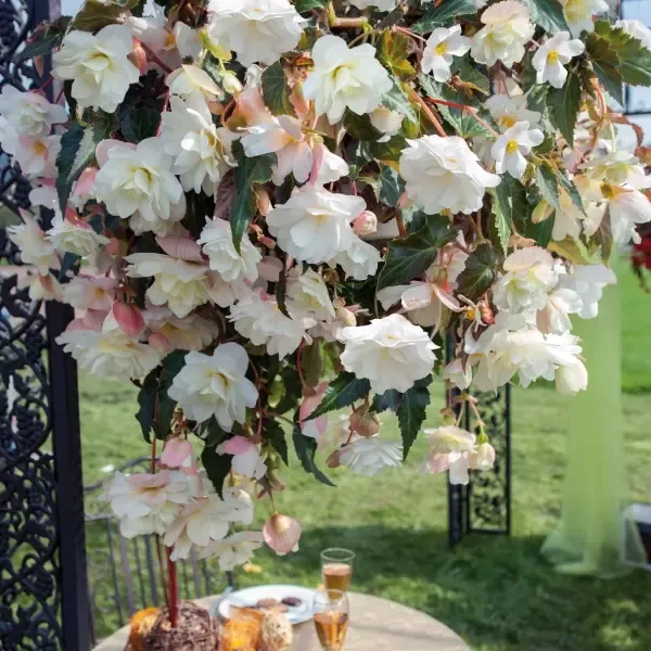 Begonia tuberosa Illumination White.webp