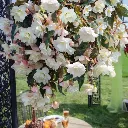 Begonia tuberosa Illumination White.webp