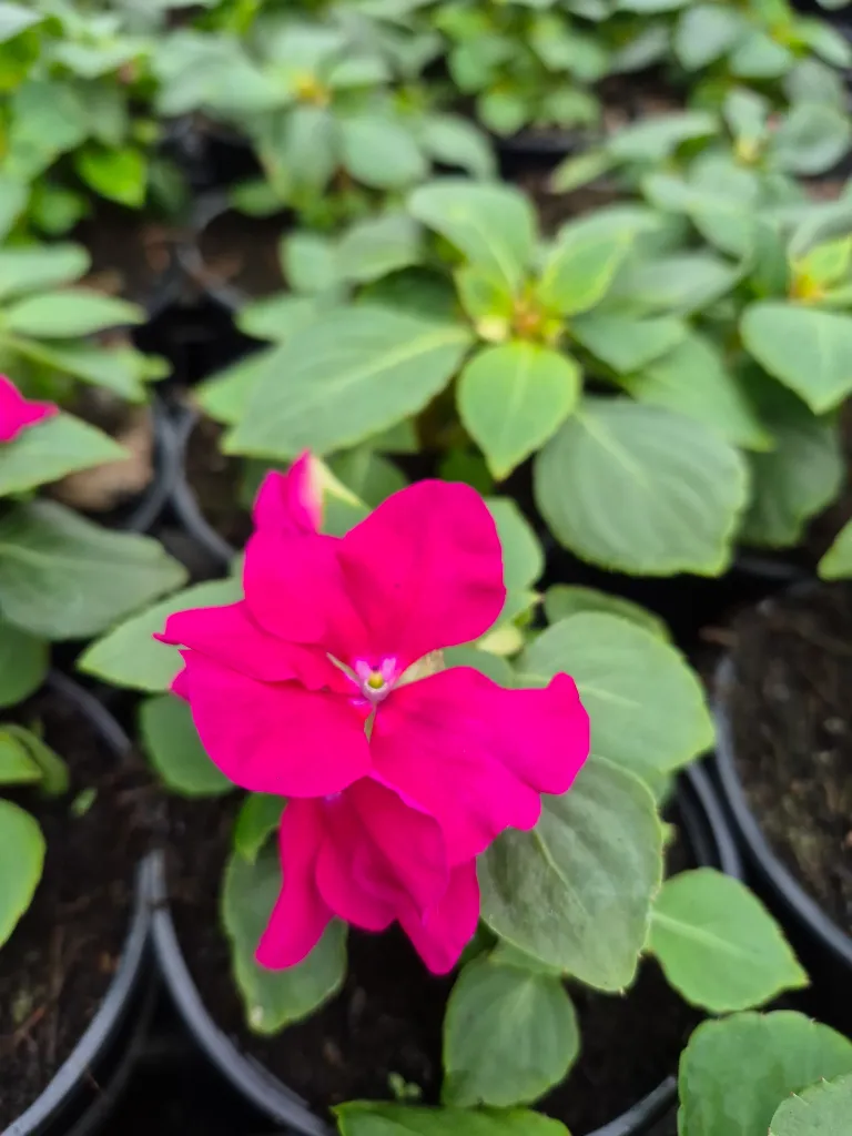 impatience beacon violet shades (2).webp