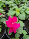 impatience beacon violet shades (2).webp