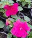 impatience beacon rose (2).webp