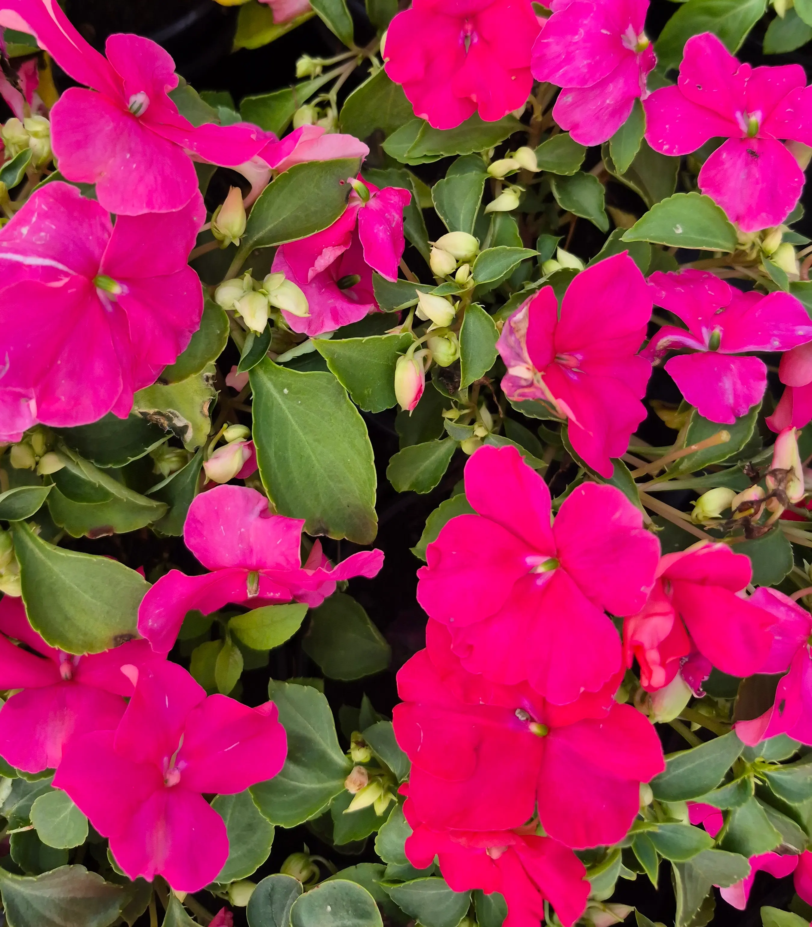 impatience beacon Rose.webp