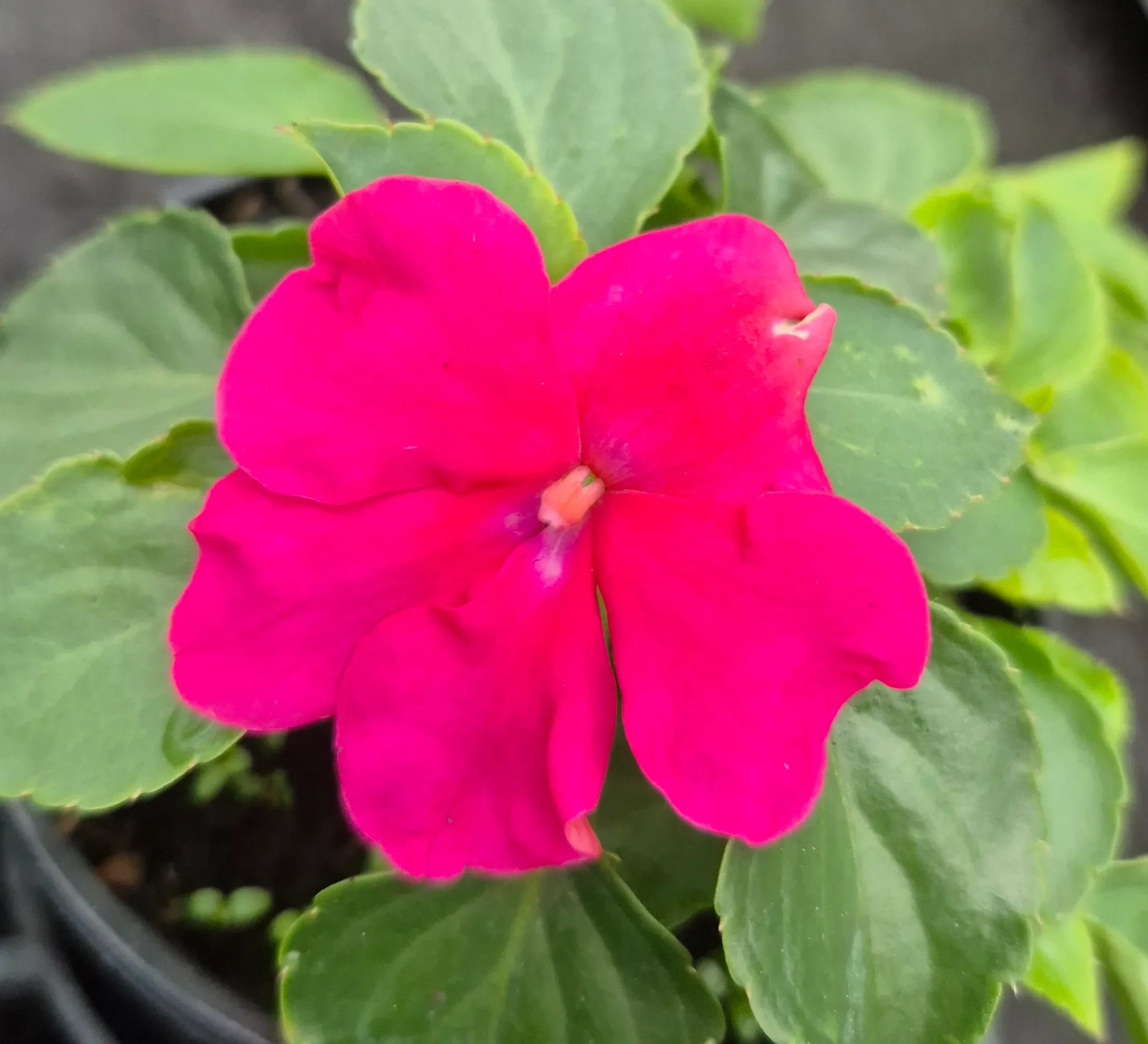 impatience beacon rose.webp