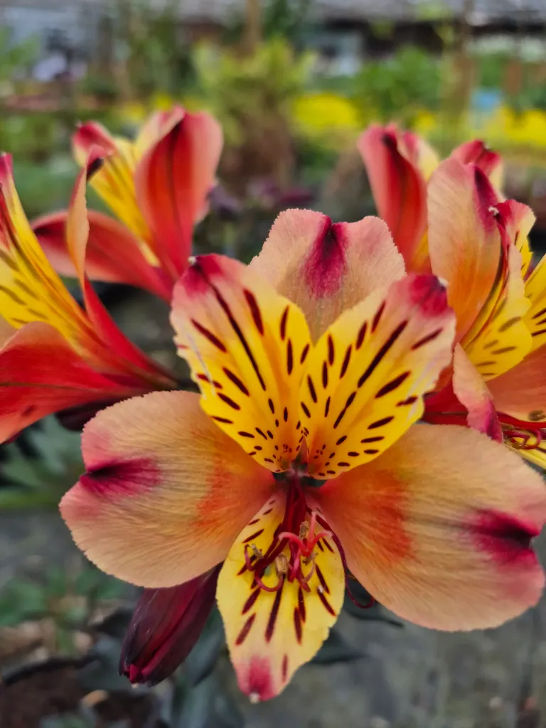 Alstroemeria summer indian 8.5e (2).webp