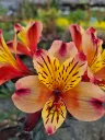 Alstroemeria summer indian 8.5e (2).webp