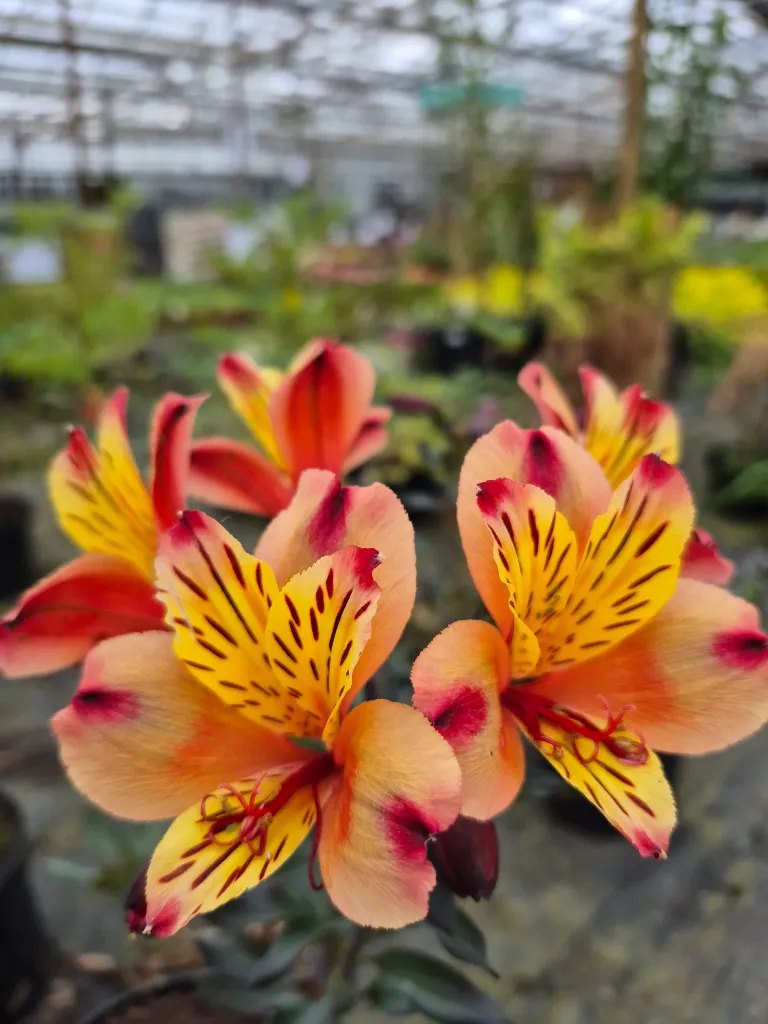 Alstroemeria summer indian 8.5e.webp