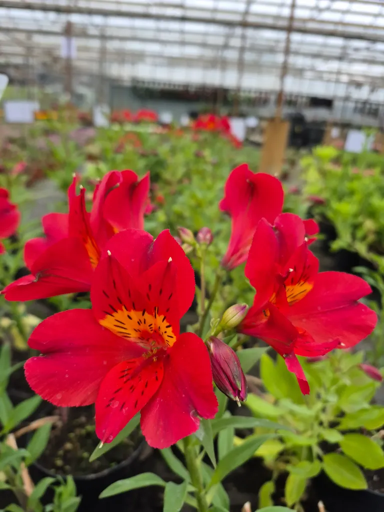 Alstroemeria summer heat 8.5e.webp