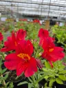Alstroemeria summer heat 8.5e.webp