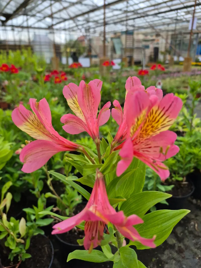 Alstroemeria summer rose 8.5e.webp