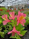 Alstroemeria summer rose 8.5e.webp