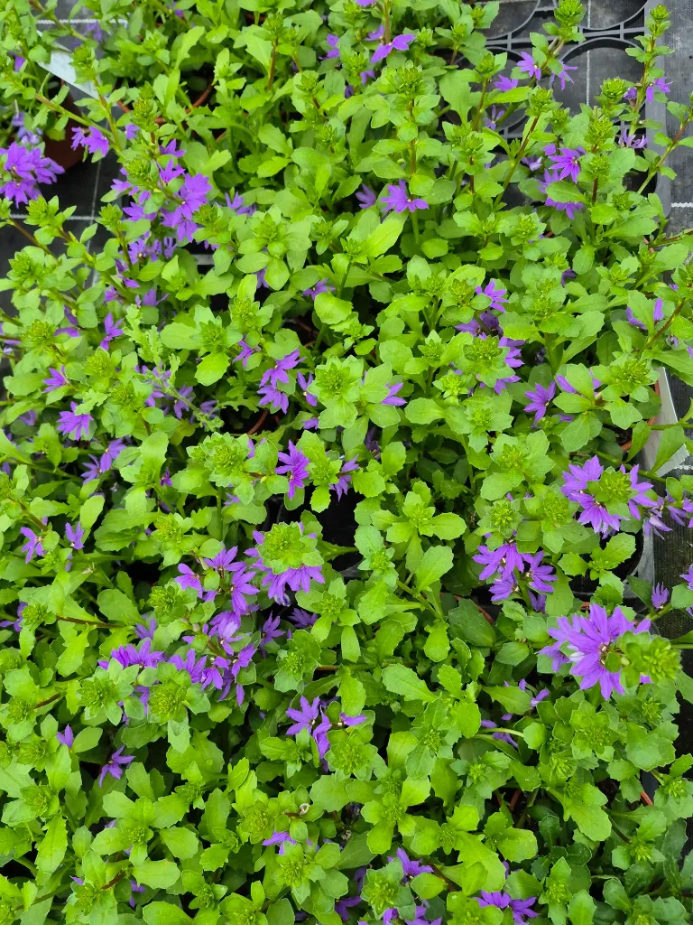scaevola blue touch (3).webp