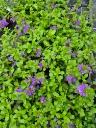 scaevola blue touch (3).webp