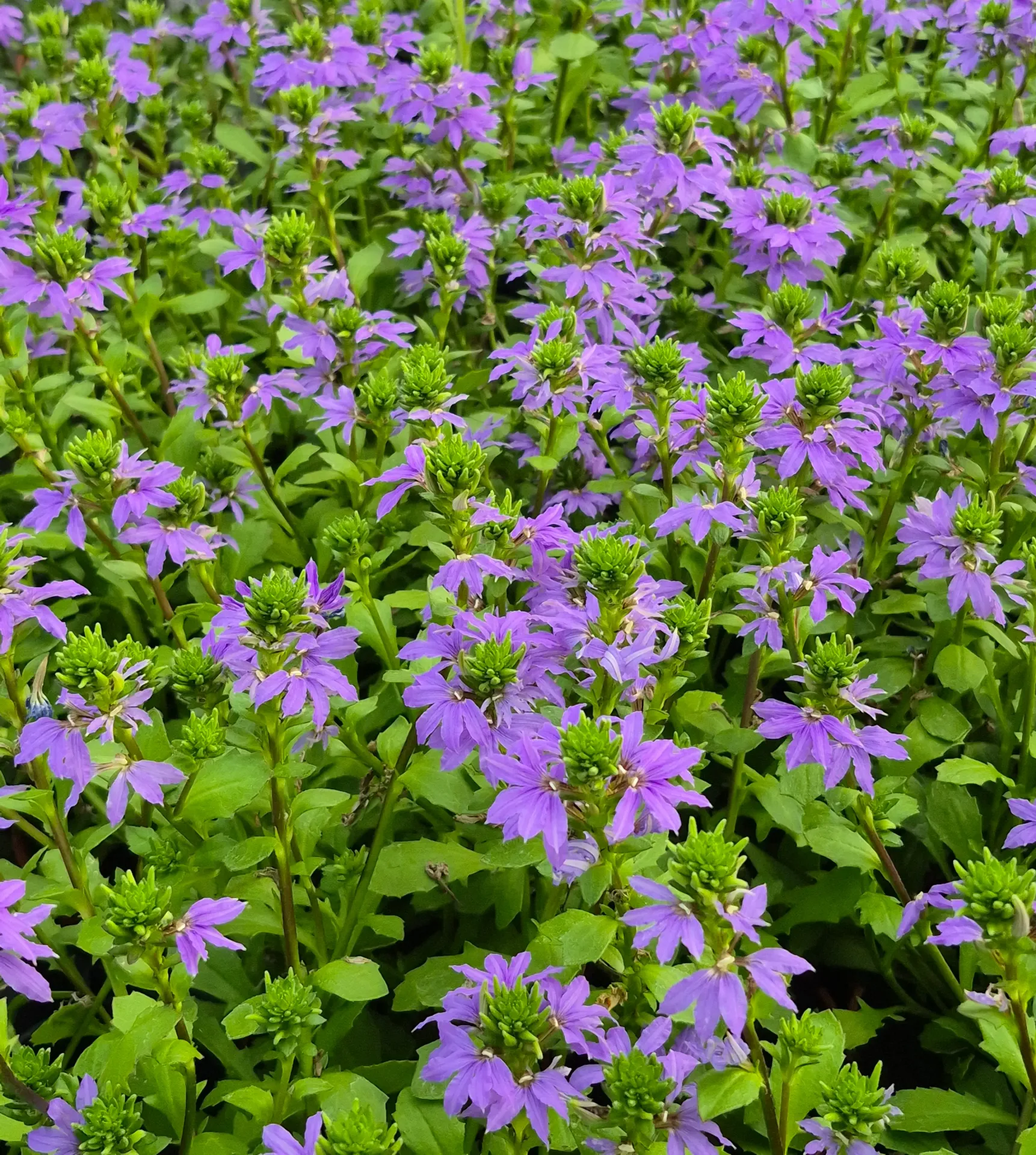 scaevola blue touch.webp