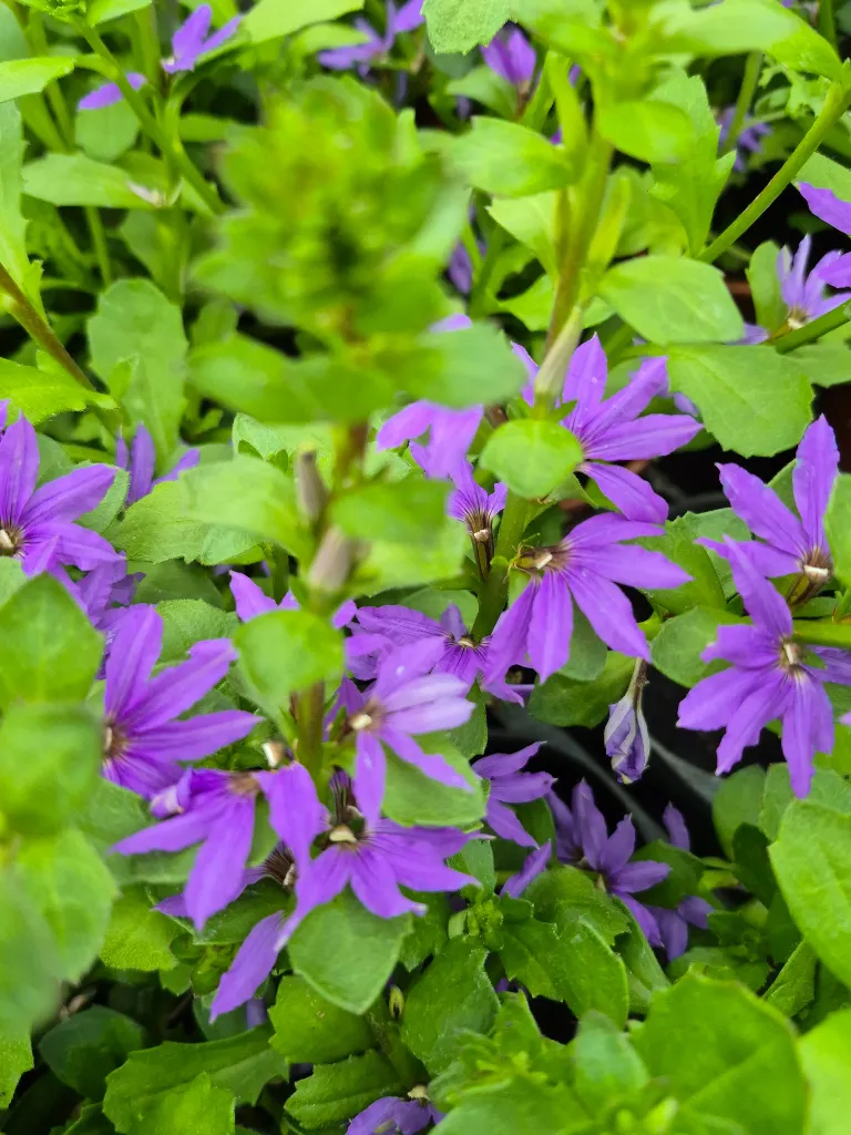 scaevola blue touch (2).webp