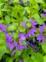 scaevola blue touch (2).webp