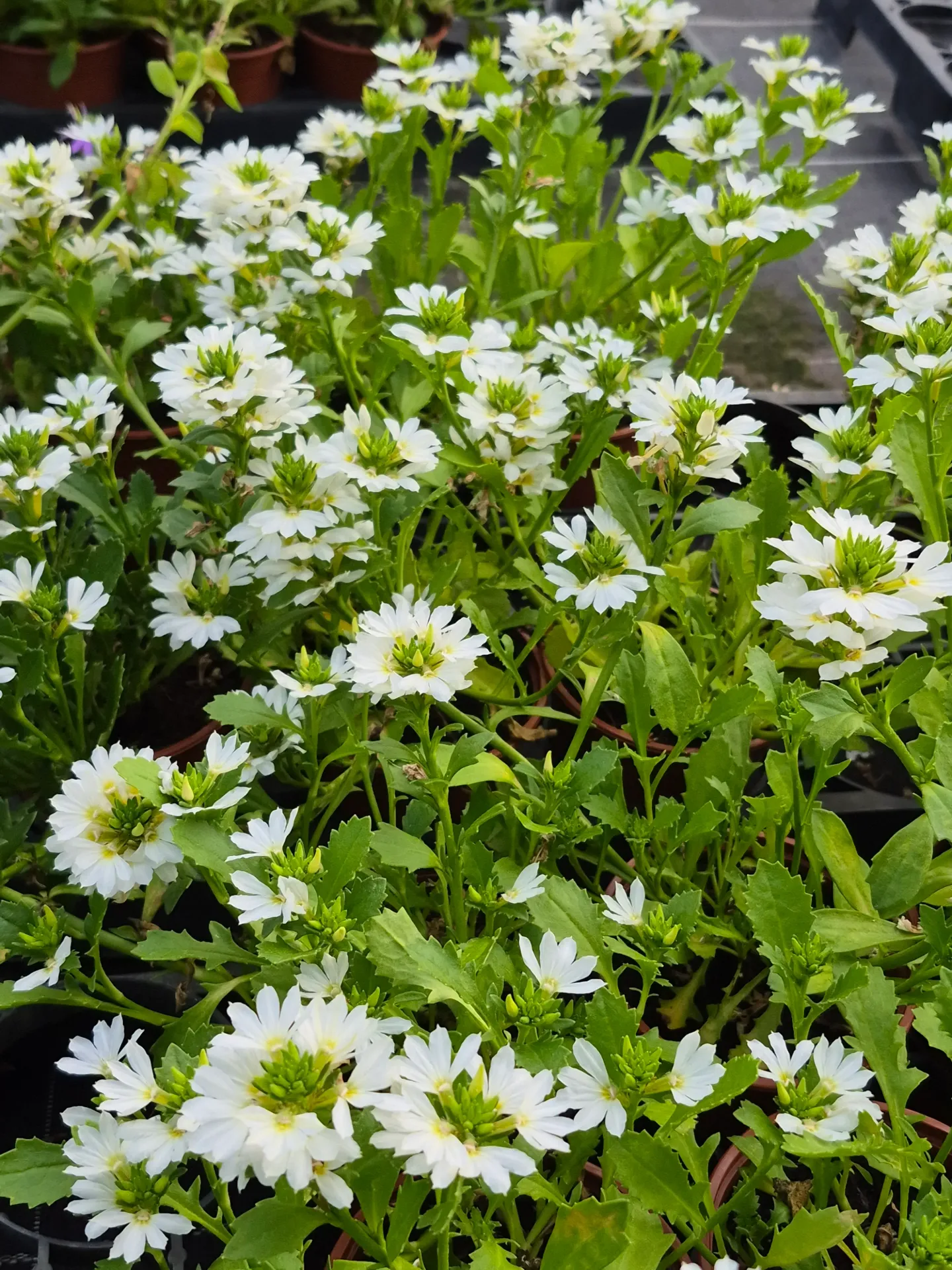 scaevola white touch.webp