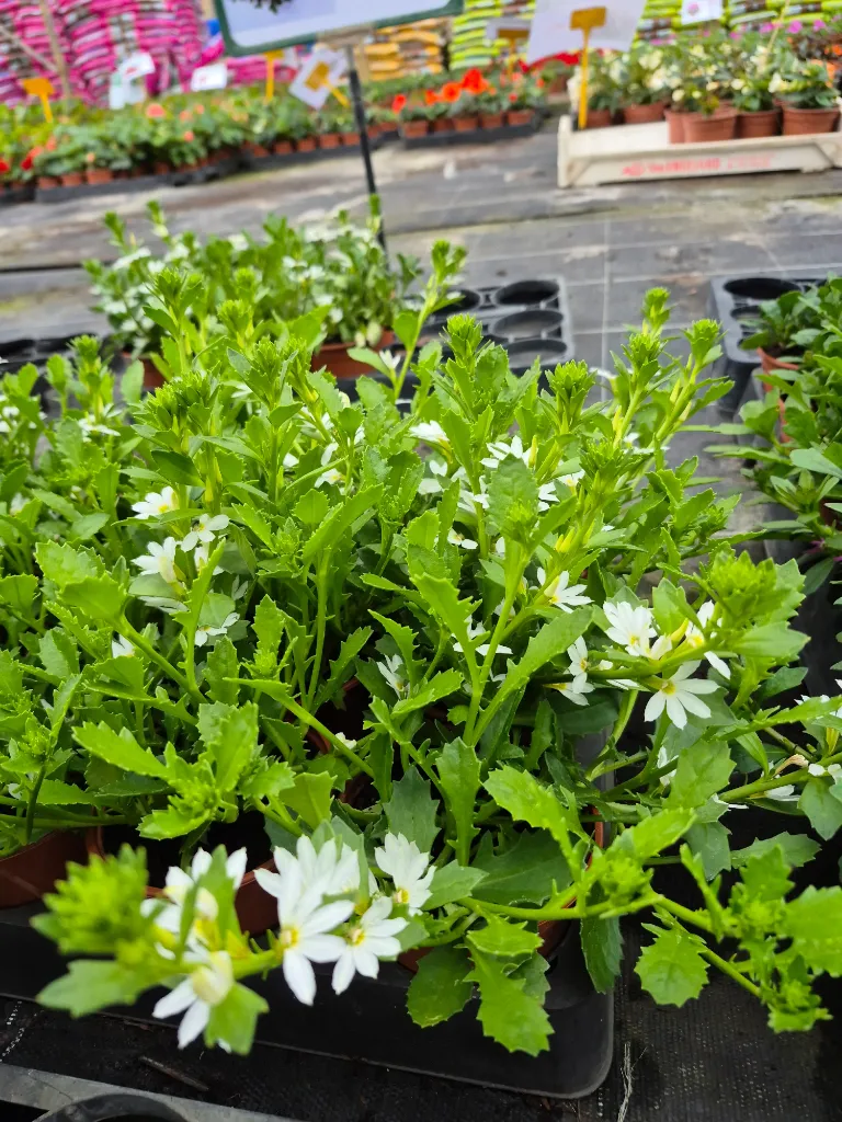scaevola white touch.webp