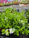 scaevola white touch.webp