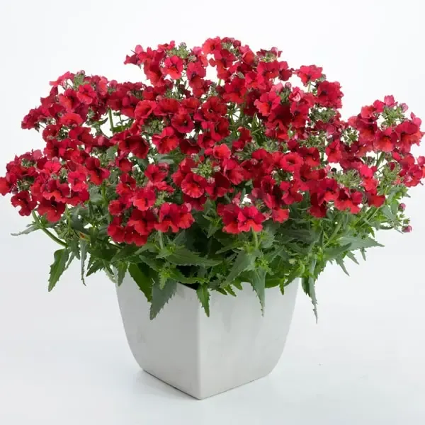 Nemesia hybrida Nesia Burgundy.webp