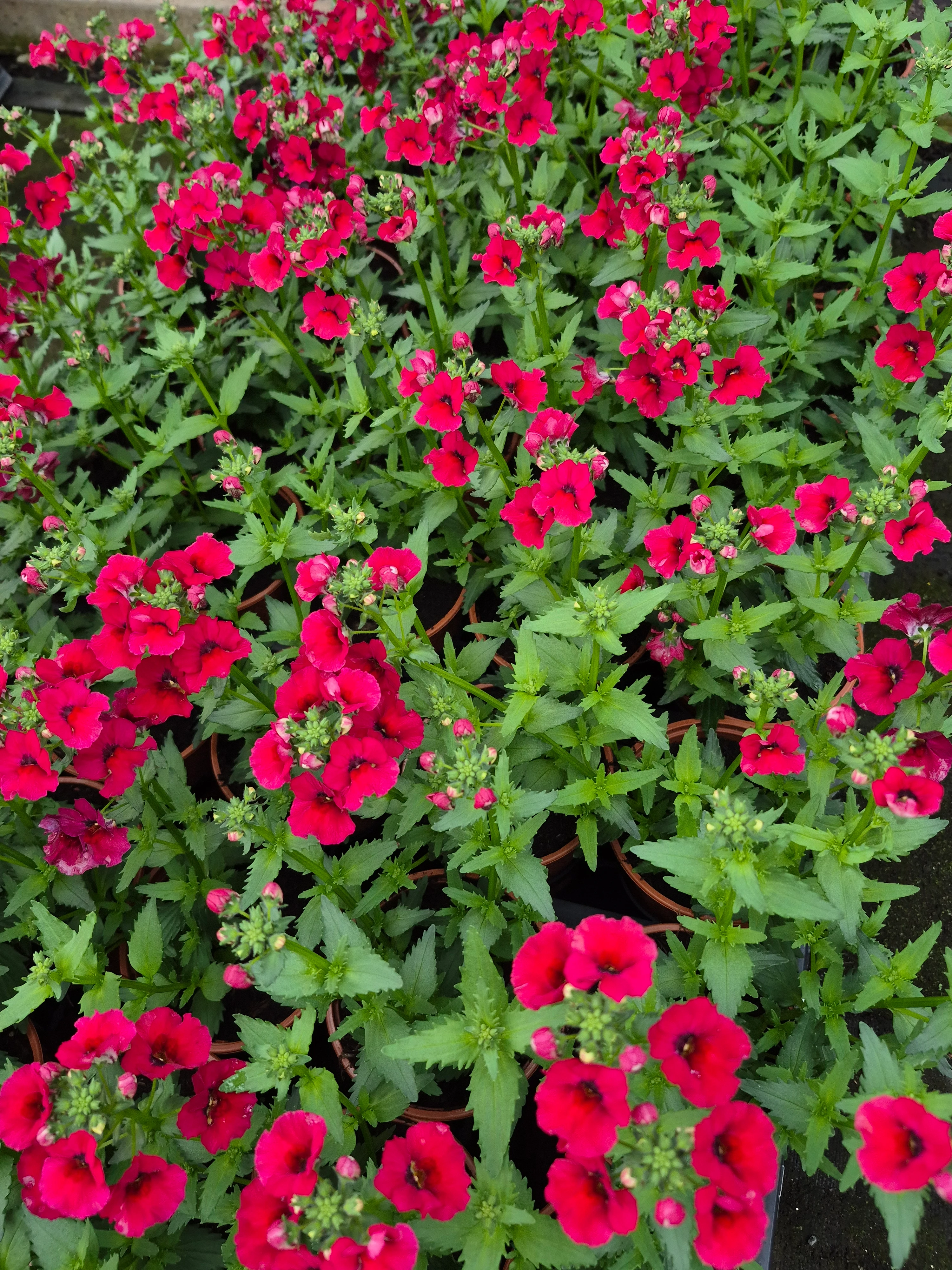 nemesia hyb nesia burgundy (2).webp