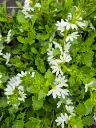 scaevola white touch (2).webp