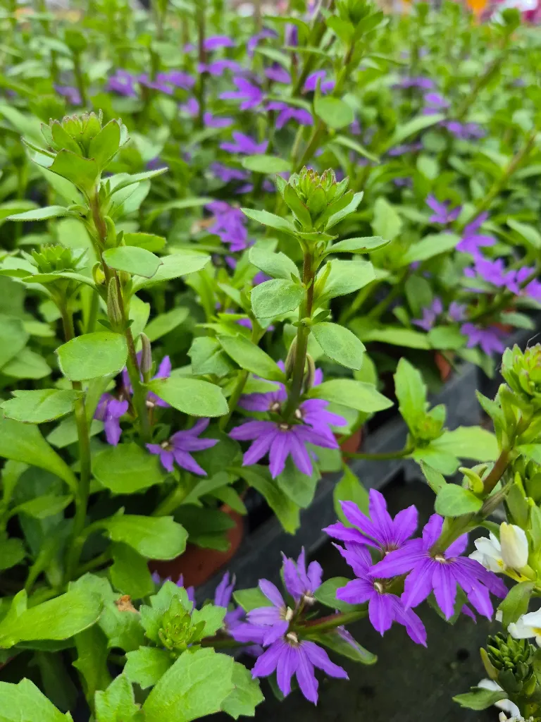 scaevola blue touch.webp