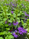scaevola blue touch.webp
