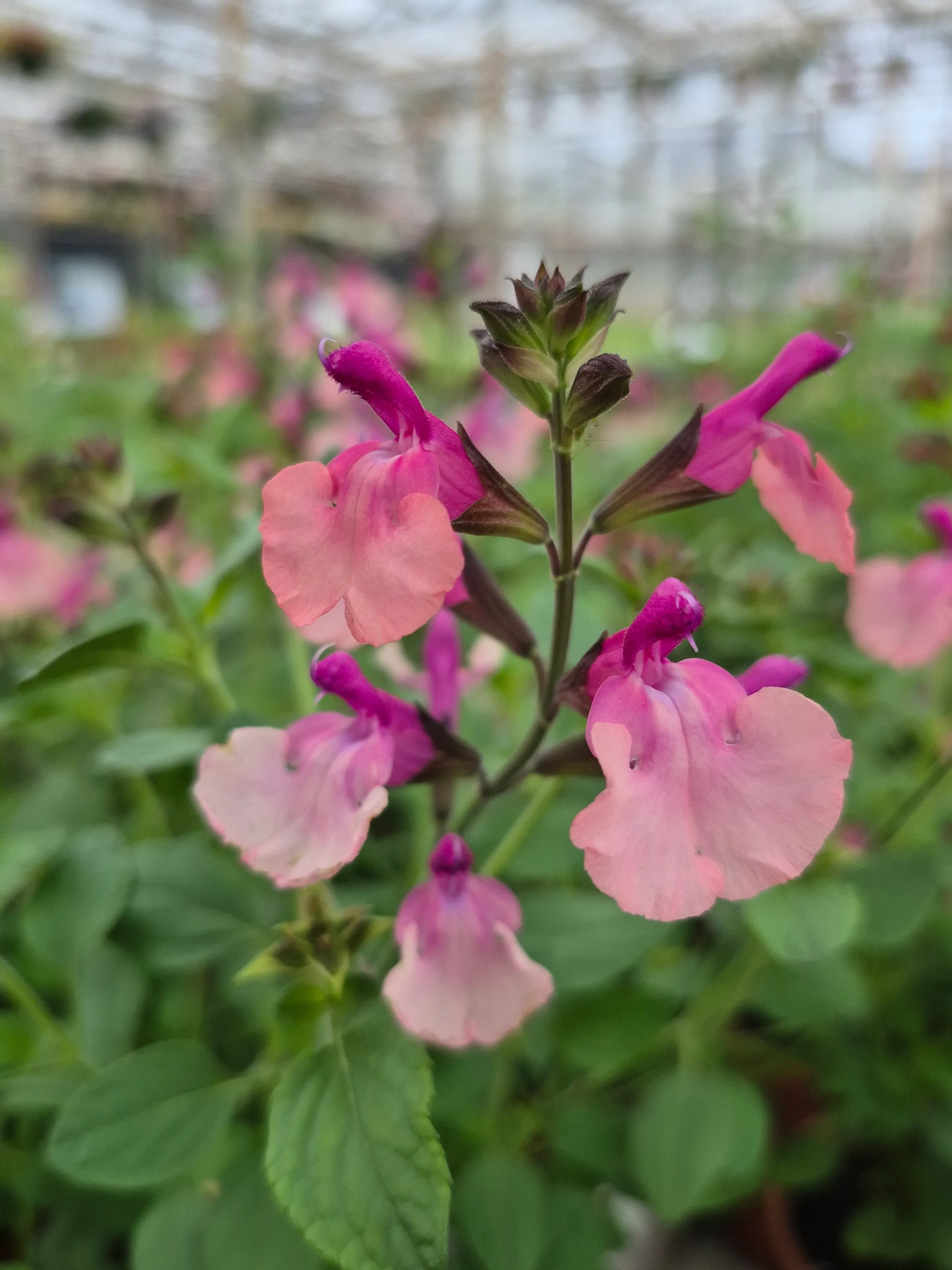 Salvia microphylla melba magic peach (2).webp