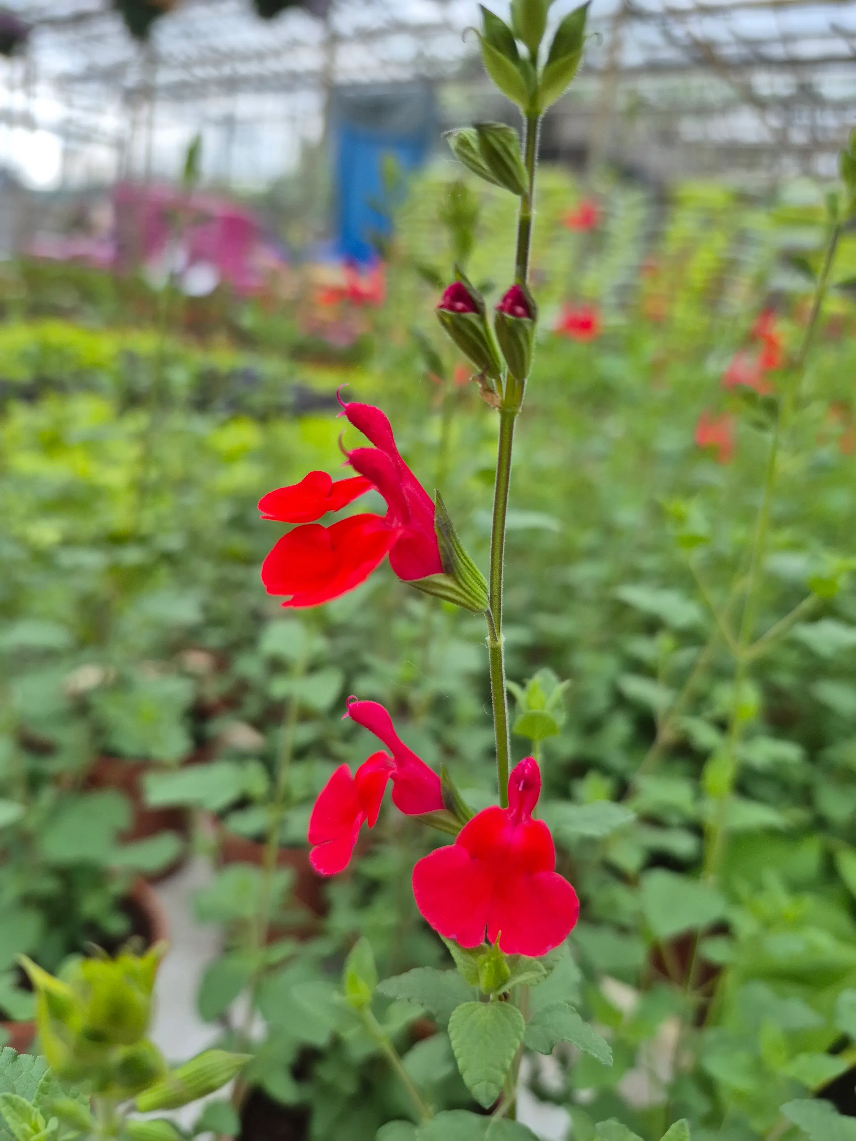 Salvia micrphylla hot lips.webp