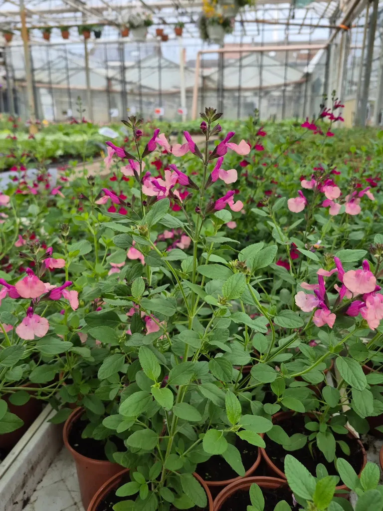 Salvia microphylla melba magic peach.webp