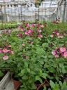 Salvia microphylla melba magic peach.webp