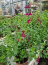 Salvia microphylla cherry lips.webp
